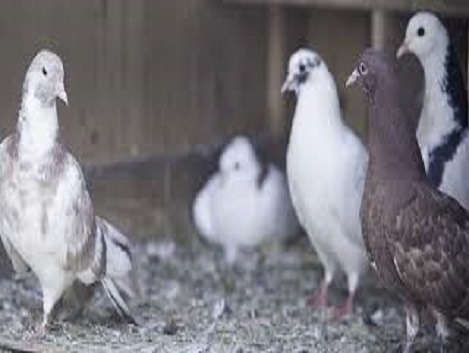 birds